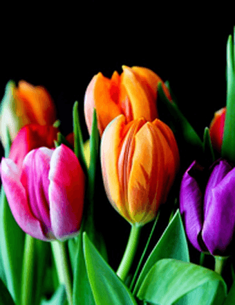 Lois (Lansing) Frank Obituary