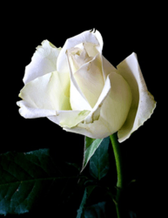 Teresa L Watkins Obituary