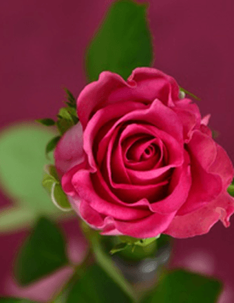 Elizabeth Sundlie Worthley Obituary