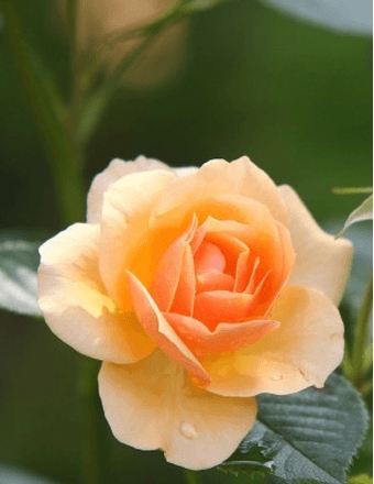 Mary Jane Peg (Wentzel) Mosher Obituary